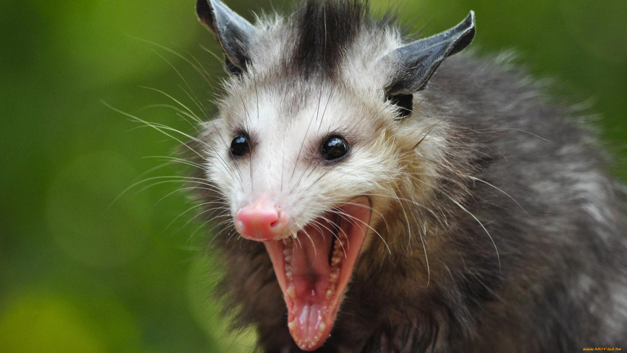 opossum, , , , , , , , , 